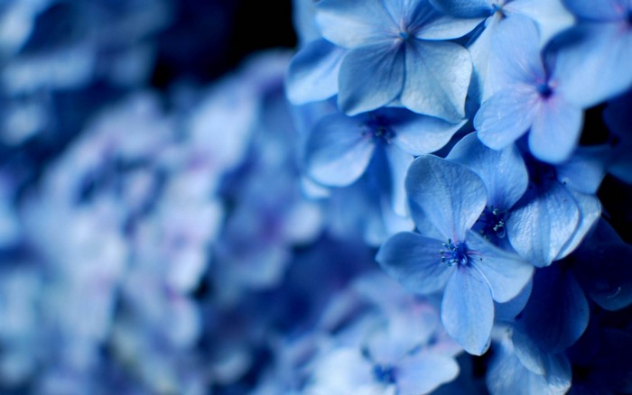 Close-up of blue hydrangea flowers with shallow depth of field