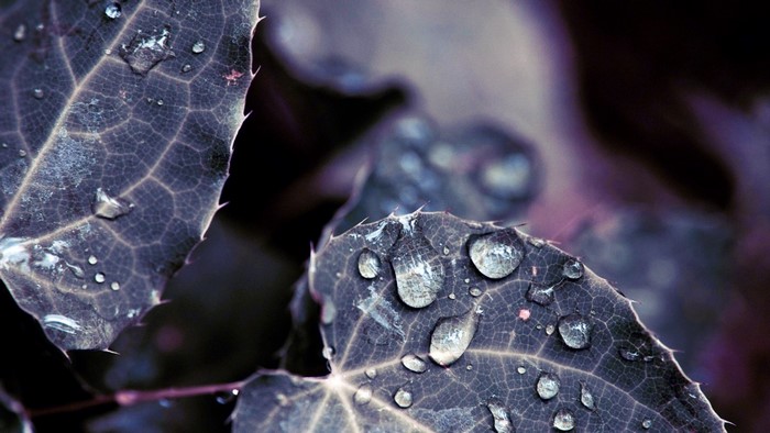 Close-up of dark purple leaves with water droplets