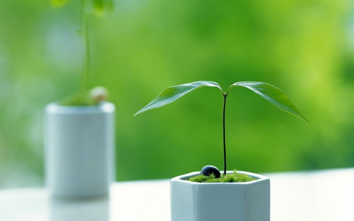 Two small plants growing in pots with green background