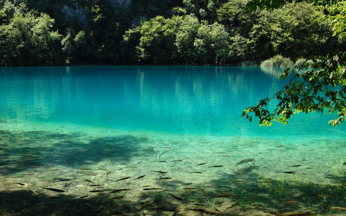 Turquoise lake with fish and trees at Plitvice Lakes National Park