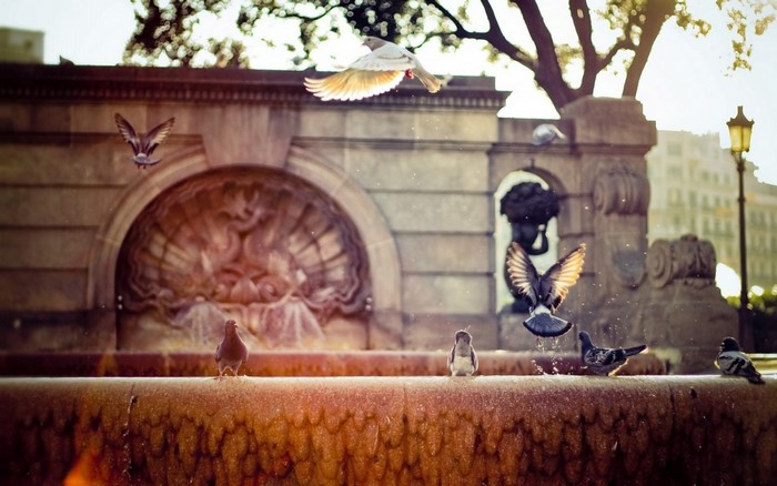 Pigeons flying around a stone fountain in an urban setting