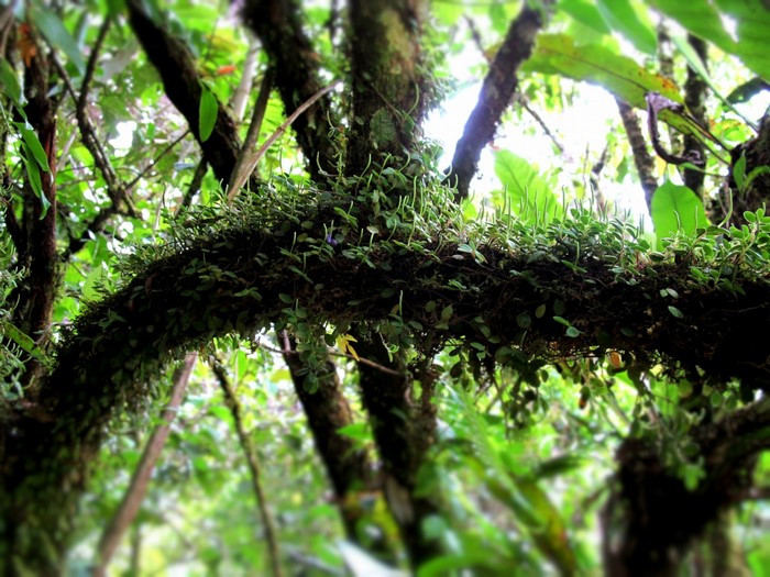 Moss and small plants growing on a tree branch in a forest