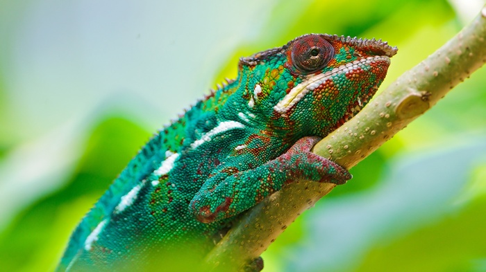 Colorful Chameleon on a Branch
