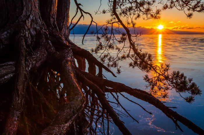 Tree roots by a lake at sunset