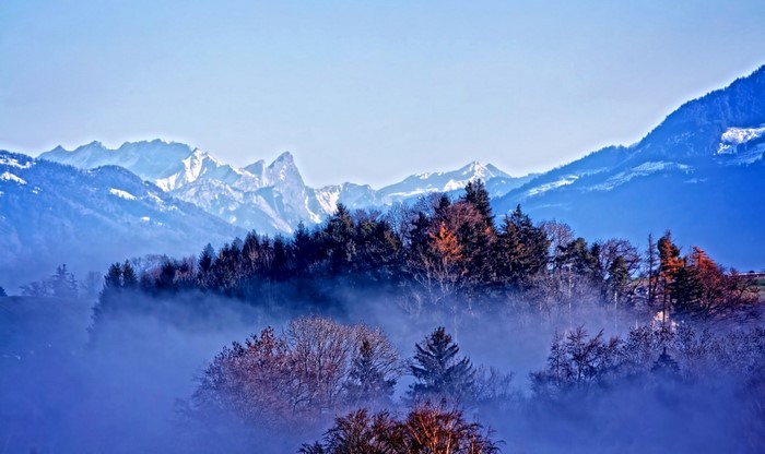 Misty forest with snow-capped mountains in the background