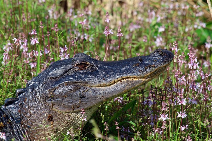 Close-up of an American Alligator in tall grass with flowers