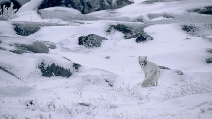Arctic fox in a snowy landscape
