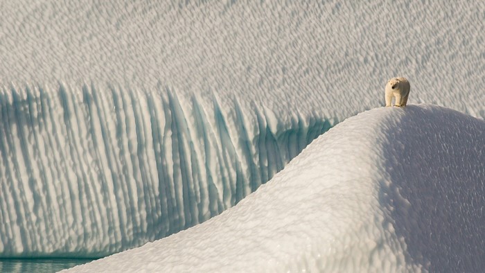 Polar bear on an iceberg with a glacier in the background