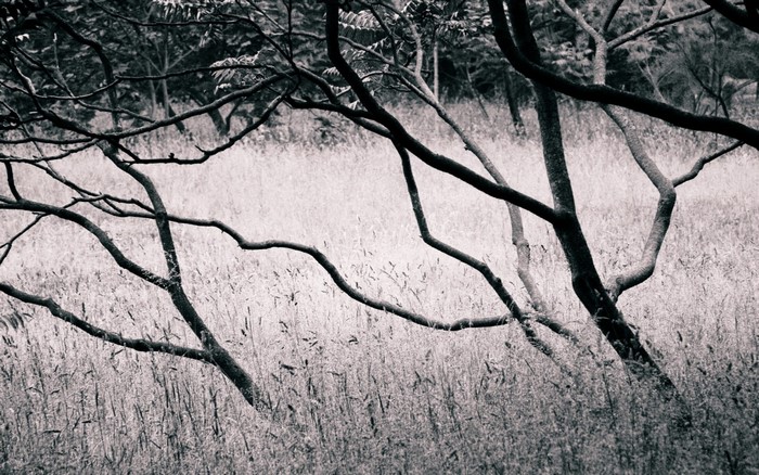 Monochrome image of bare tree branches in a field