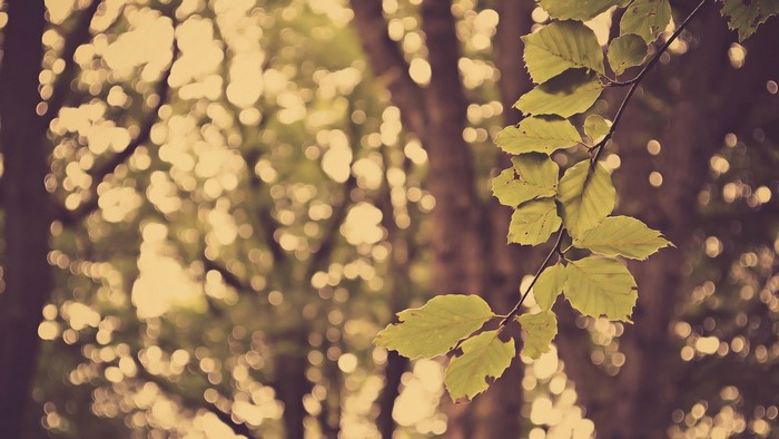 Close-up of green leaves on a branch with bokeh background