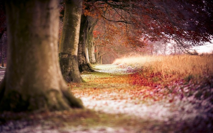 Autumn tree-lined path with fallen leaves and grass