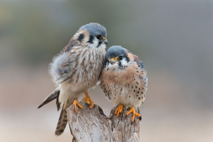 Two American Kestrels perched on a branch