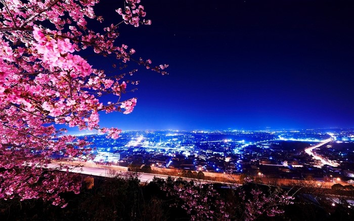Cherry blossoms at night overlooking a city