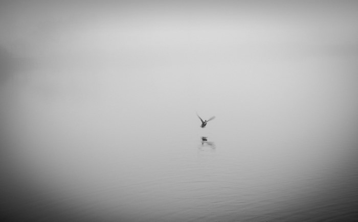 Duck taking flight over foggy water
