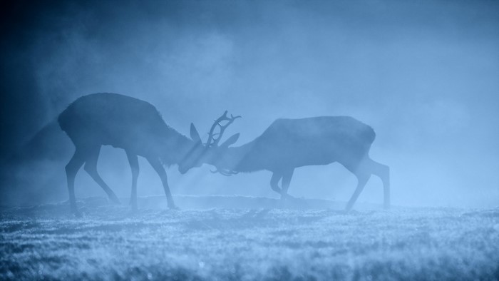 Two deer fighting in the fog