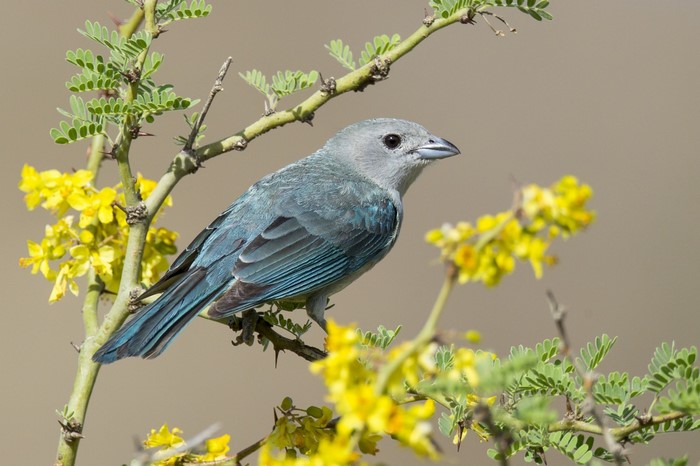Bluebird Perched on Branch with Yellow Flowers