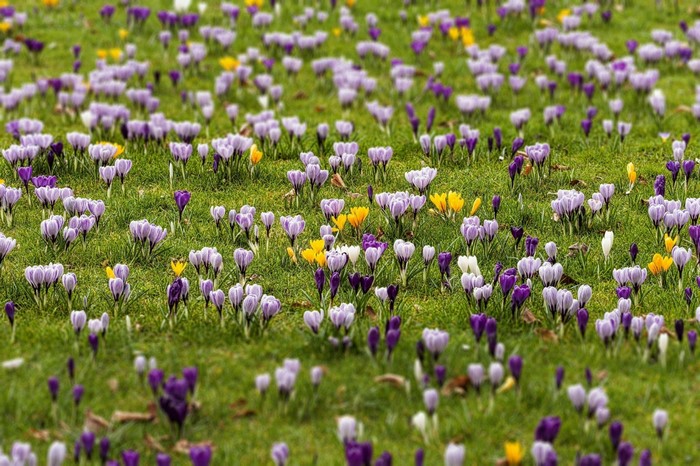 Field of Colorful Crocus Flowers in Spring Meadow