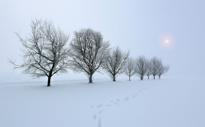 Trees covered in frost in a snowy landscape