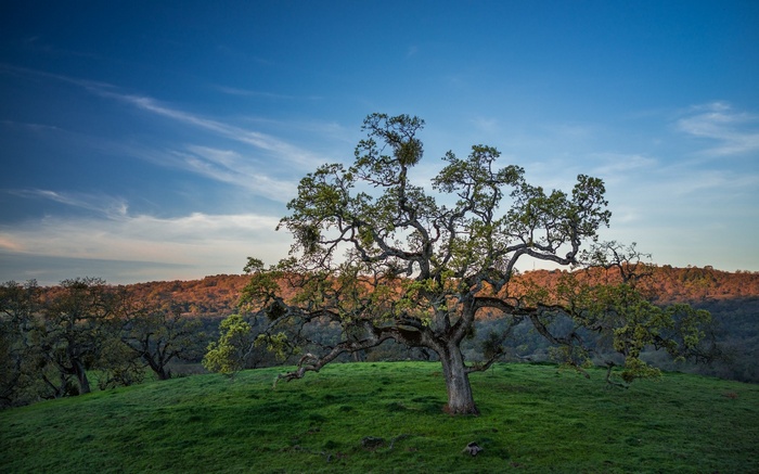 Oak tree on a grassy hill at sunset