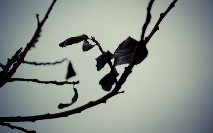 Silhouette of dry leaves on a tree branch against a pale sky