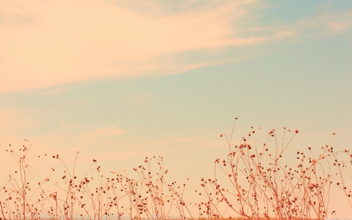 Dry plants against a pastel sky