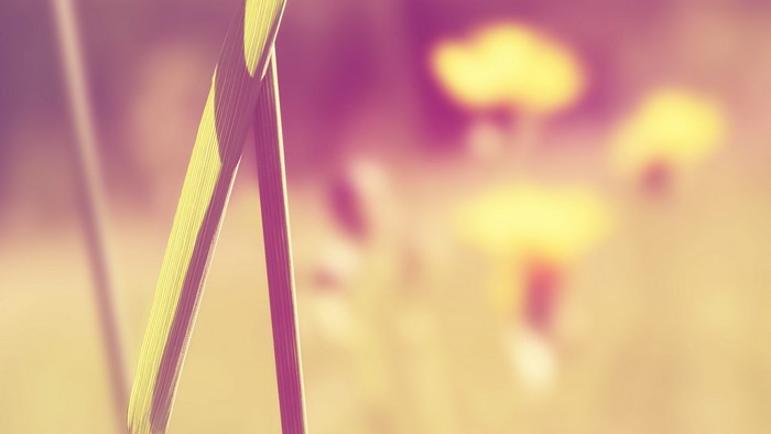 Close-up of grass blades with blurred yellow flowers in background