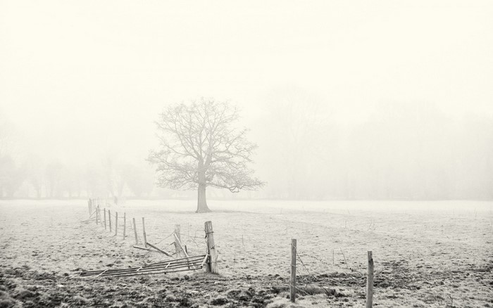 Bare tree in a foggy field with a broken fence