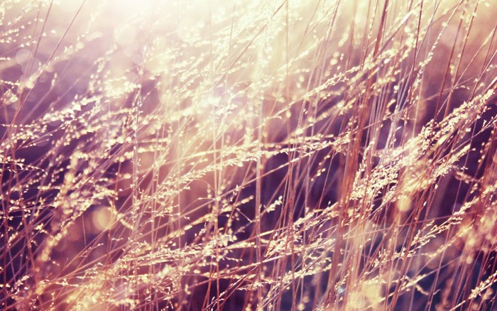 Sunlight filtering through dry grass in a field