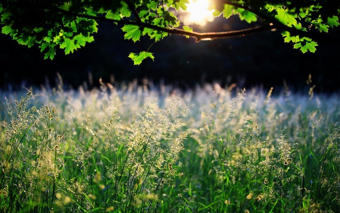 Sunlight filtering through green leaves over a grassy field