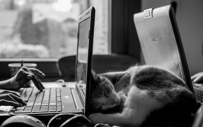 Cat sleeping on ASUS laptop next to person typing