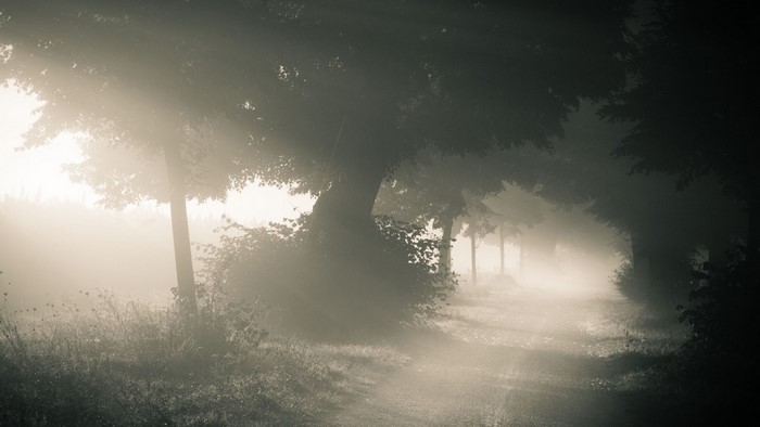 Misty forest path with sunlight filtering through trees