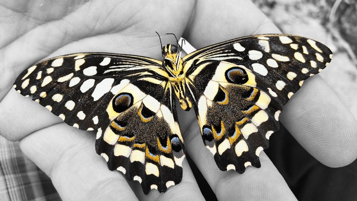 Butterfly with black and yellow wings on hands