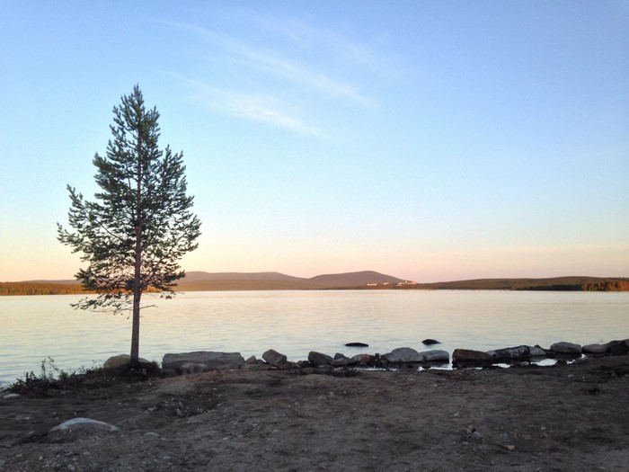 Pine tree on the shore of a lake at sunset