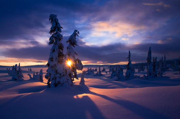 Snowy trees at sunset with sunburst