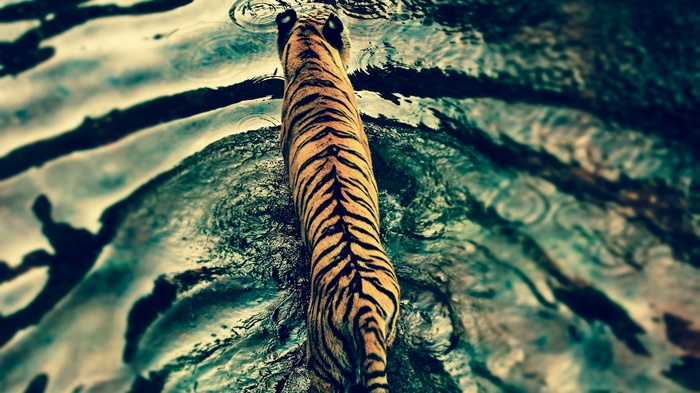 Tiger walking in water