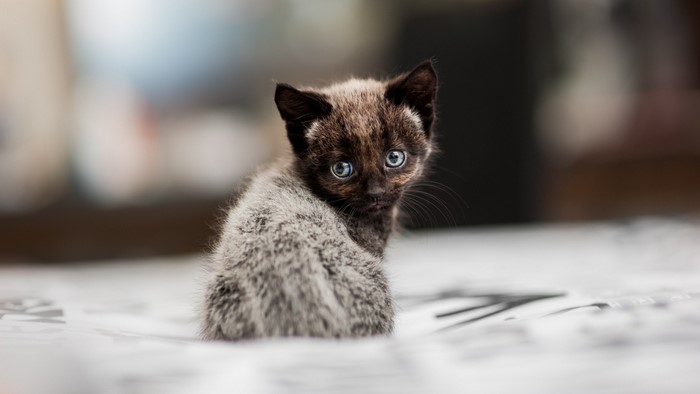 A small kitten with blue eyes looks over its shoulder