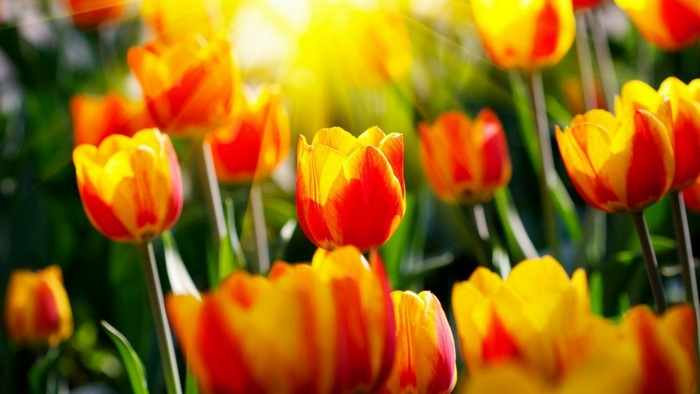 Close-up of yellow and red tulips in sunlight