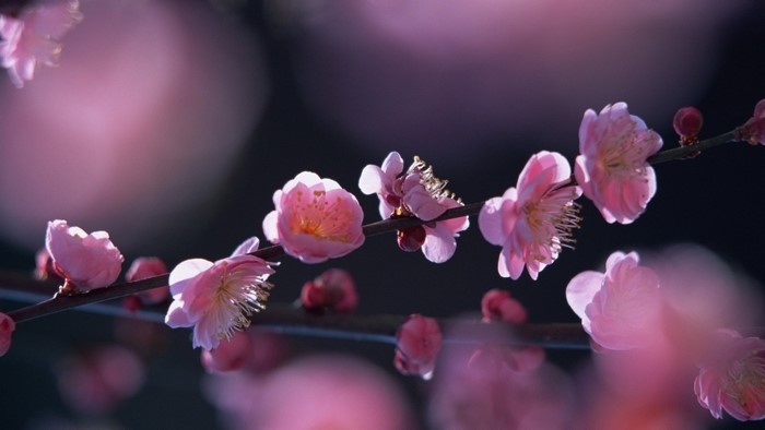 Pink plum blossoms on a branch in soft focus
