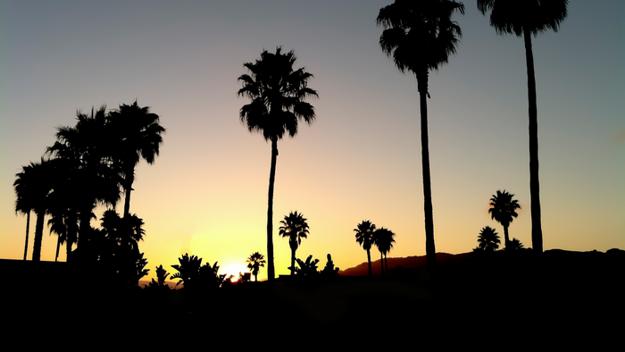 Palm trees silhouetted against a sunset sky