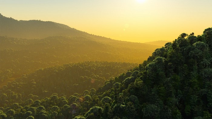 Misty forest hills at sunrise with golden light