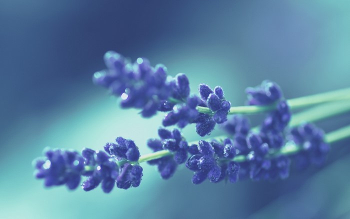 Close-up of purple lavender flowers with water droplets