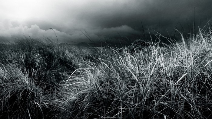 Grasses blowing in the wind under a stormy sky