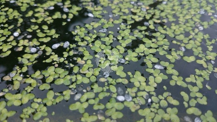 Green duckweed and debris floating on dark water