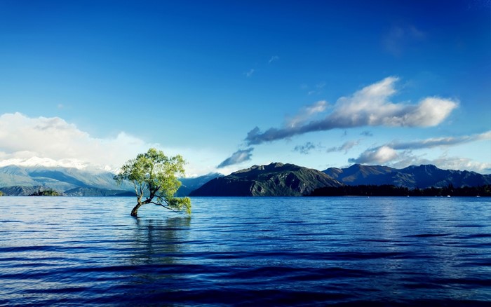 Lone tree in a lake with mountains and blue sky