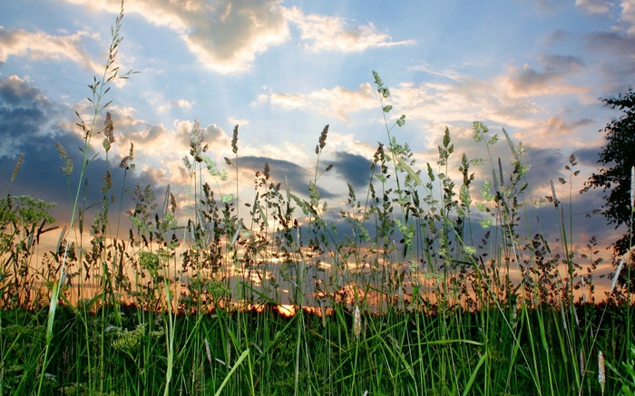 Tall grass and wildflowers against a sunset sky