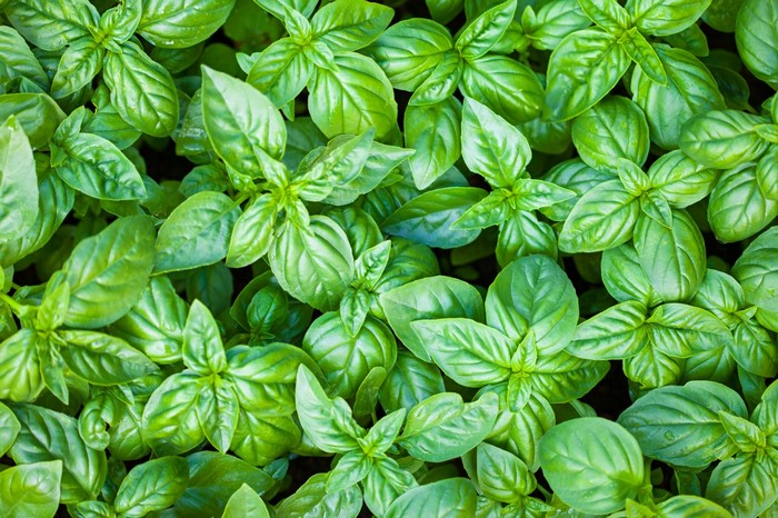 A close-up view of fresh green basil leaves