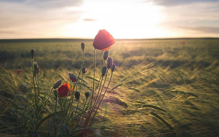 Poppies in a field at sunset