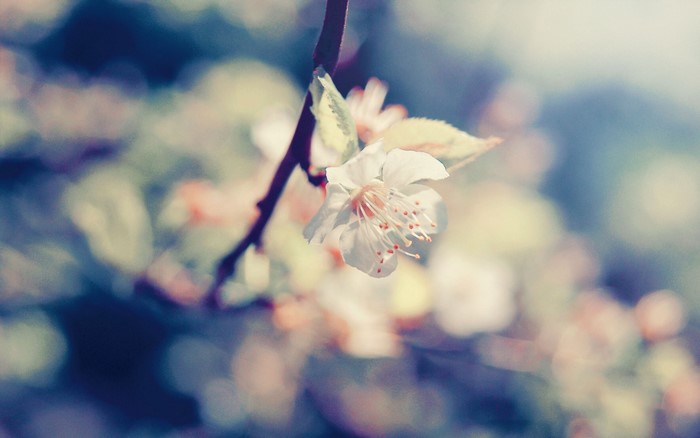 Close-up of a white cherry blossom on a branch