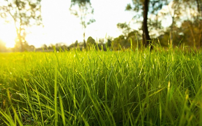 Sunlight Through Green Grass in a Meadow