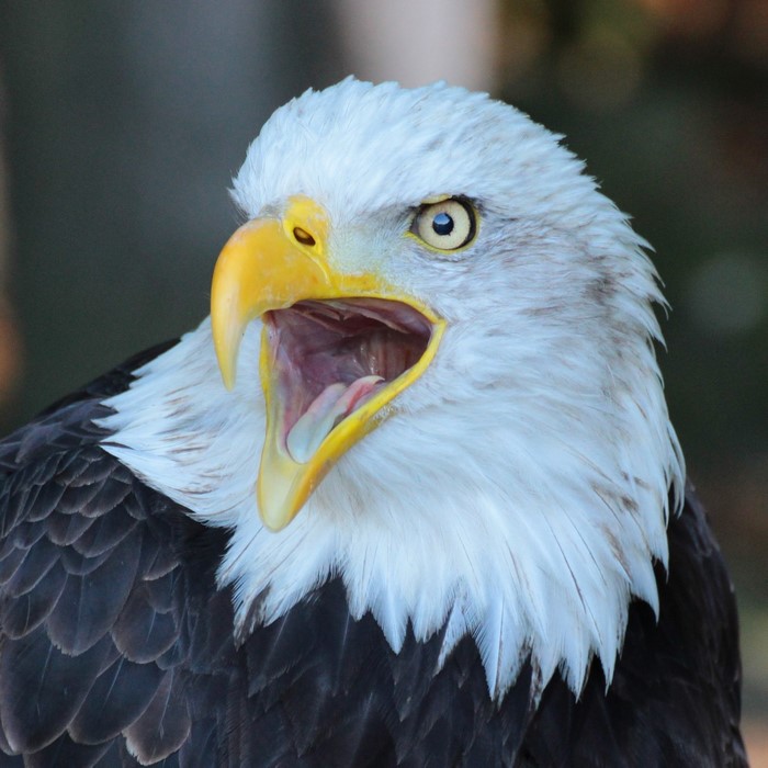 Bald eagle with mouth open, close up